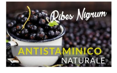 ribes nigrum, un alleato contro le allergie